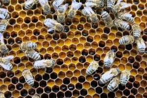 Перга пчелиная. Полезные свойства